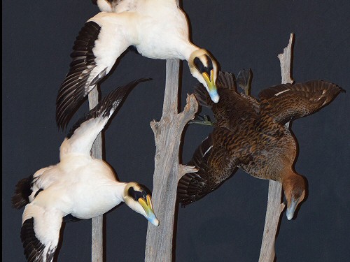 Bird Taxidermy ,Waterfowl Taxidermy, Duck Mounts, Upland Game Taxidermy, Duck Mounts, Waterfowl Mounts, Pheasant Mounts, Taxidermist PA., Wood Duck Taxidermy Mount, Grouse Taxidermy Mount, Pheasant Taxidermy Mount