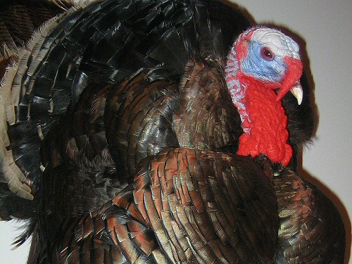 Eastern Turkey Taxidermy Mounts, Rio Grand Turkey Taxidermy Mounts, Merriam's Turkey Mounts