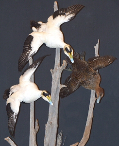 Duck Taxidermy,Waterfowl Taxidermy,Duck Taxidermist PA.,Pedestal Duck Mounts,Flying Duck Mounts,Wood Duck Taxidermy Mount,Diving Duck Taxidermy,Taxidermy,Duck Taxidermist Pennsylvania