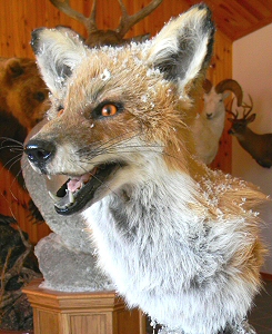 Fox Taxidermy,Fox Taxidermist In Pennsylvania,Red Fox Taxidermy Mounts,Grey Fox Taxidermy Mounts,Taxidermy Fox Price,Taxidermy Fox Head,Fox Taxidermy For Sale,Fox Taxidermy Near Me,Cool Fox Mount Ideas,Life Like Fox Mounts,Fox Mounts Near Me In Pennsylvania