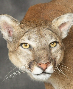 Mountain Lion Cougar Taxidermy Mounts,Mountain Lion Cougar Taxidermist In Pennsylvania,Cool Mountain Lion Cougar Taxidermy Mount Ideas,Life Like Mountain Lion Cougar Taxidermy Mounts,Mountain Lion Cougar Taxidermy Mounts Near Me In Pennsylvania