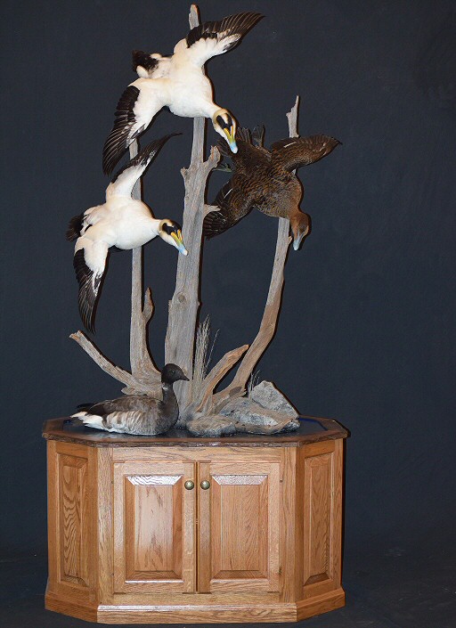 Duck Taxidermy,Waterfowl Taxidermy,Duck Taxidermist PA,Pedestal Duck Mounts,Flying Duck Mounts,Wood Duck Taxidermy Mount,Diving Duck Taxidermy,Taxidermy,Duck Taxidermist Pennsylvania