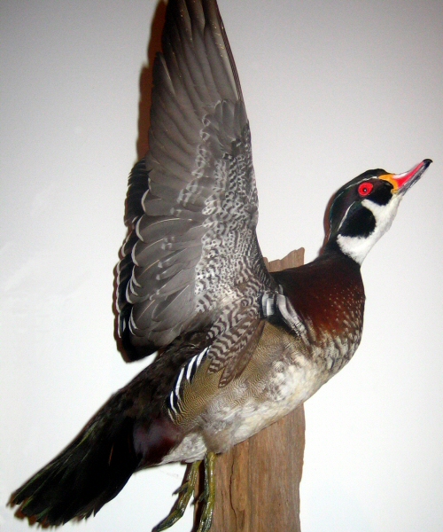 Flying Wood Duck Mount, Duck Taxidermy Mounts