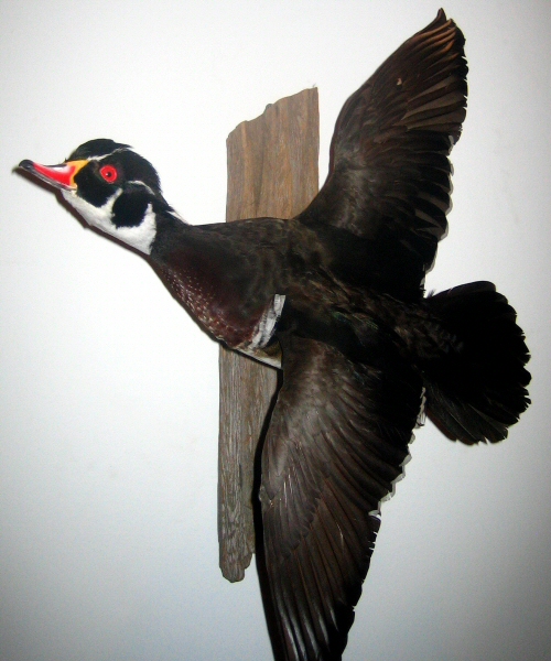 Duck Mounts Flying Wood Duck Mounts