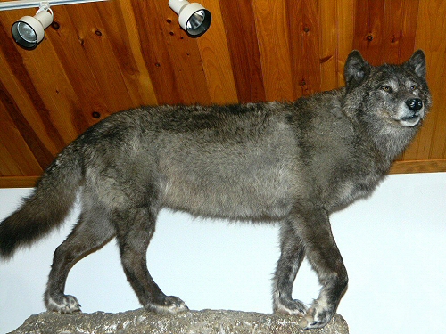 Wolf Mounts, Wolf Taxidermy Mounts, Howling Wolf Mount, Black Wolf Mount, Gray Wolf Mount,Cool Wolf Mount Ideas,Life Like Wolf Mounts, Best Wolf Mounts, Wolf Mounts Near Me In Pennsylvania