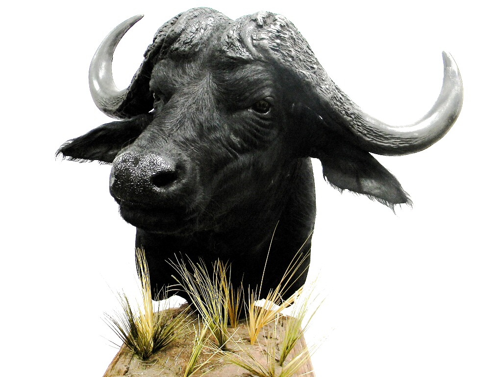 Cape Buffalo Mounts