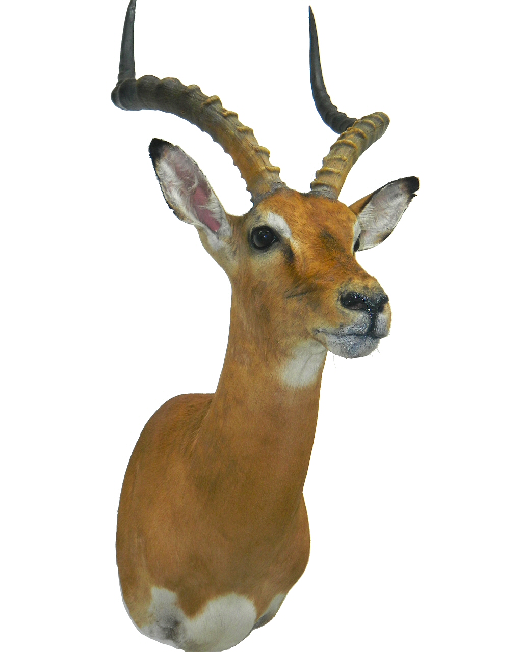 Impala Mounts,Impala Pedestal Mount,African Taxidermy,Impala Full Body Mount,Impala Taxidermist Pennsylvania,African Taxidermy Mounts