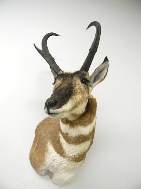 Taxidermy For Sale, Antelope For Sale, Pronghorn Antelope Mount For Sale