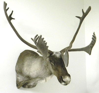 Caribou Taxidermy Pennsylvania